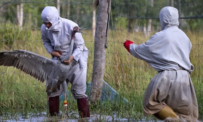 Aufzucht und Ausbildung von Kranichen in Thailand vor ihrer Freilassung in die freie Wildbahn. Foto: ICF