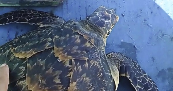 Binh Dinh fishermen continuously rescue rare sea turtles