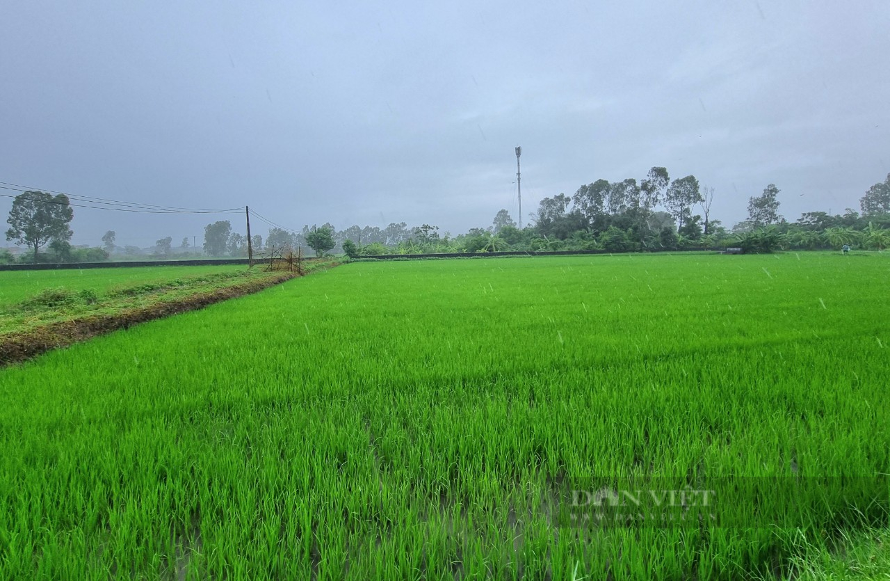 Ninh Bình: Nước rút, nông dân khẩn trương 