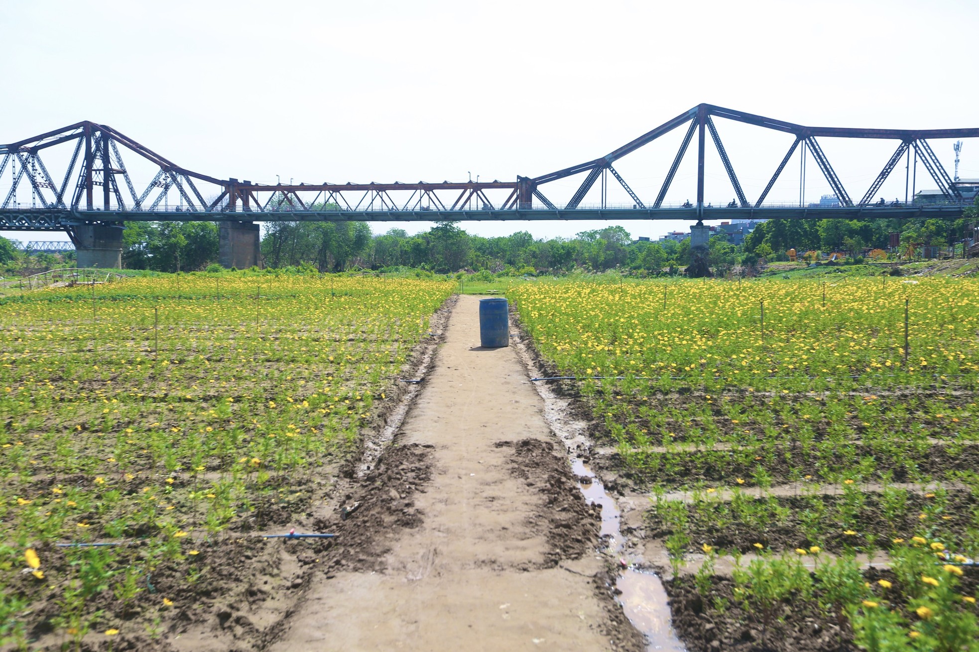 Verloren im wunderschönen gelben Gänseblümchenfeld am Fuß der Long-Bien-Brücke, Foto 4