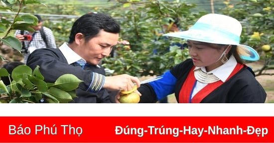 Sắp diễn ra Lễ hội trải nghiệm thu hoạch lê VH6 huyện Bát Xát năm 2023