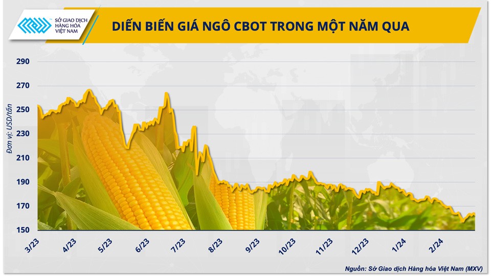 Giá ngô tăng mạnh, có đáng lo ngại?