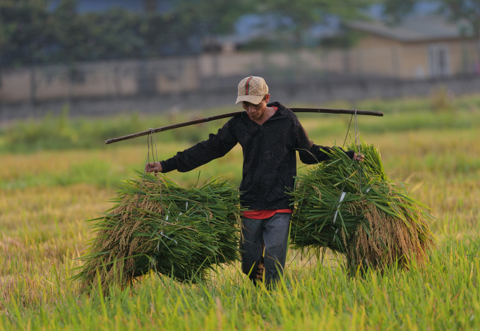 Bauern ernten Reis in Son Tay, Hanoi, Juni 2022. Foto: Ngoc Thanh