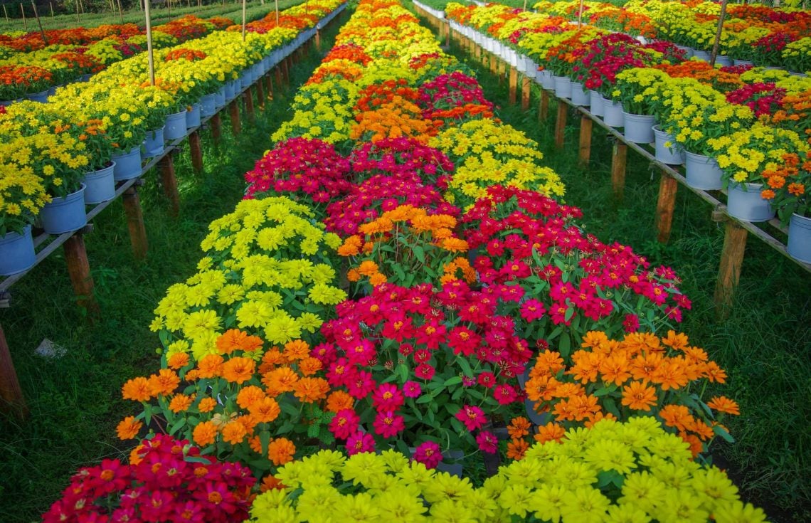 Los turistas acuden en masa al pueblo de flores de Sa Dec para tomar fotografías y comprar flores de Tet.