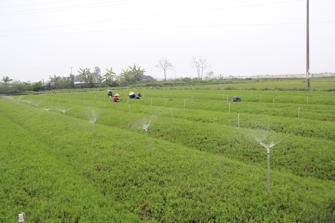 Rau nhót, loại rau dại tên nghe mắc cười, một người Nghệ An trồng thành công, thu gần 1 tỷ/ha- Ảnh 1.