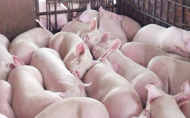 Der Schweinefleischpreis steigt erneut und soll 59.000 VND/kg erreichen. Foto 1