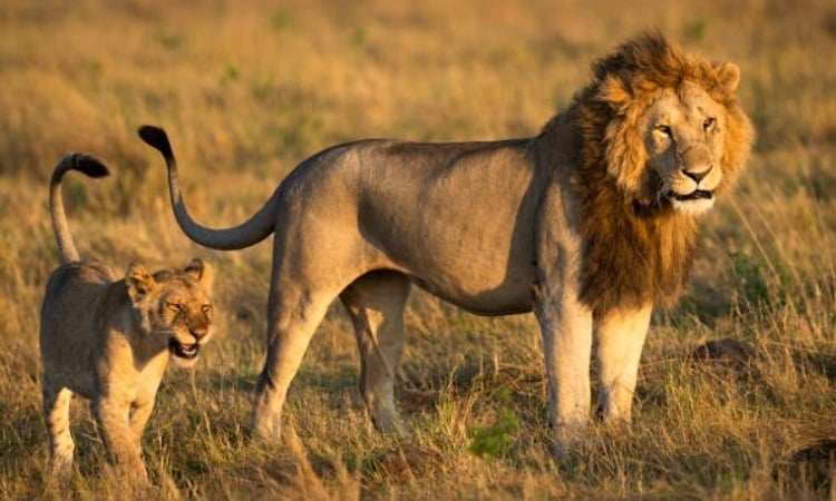 Schlechte Väter in der Tierwelt