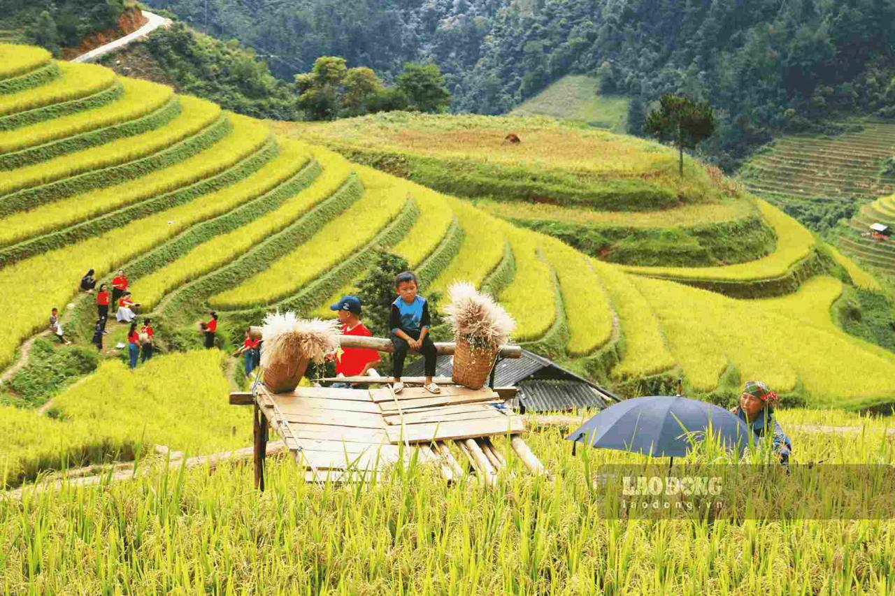 Besides the poetic beauty of the golden ripe terraced fields in October, visitors can also experience the New Rice Celebration of the Mong ethnic group, a ritual to thank ancestors and heaven and earth for favorable weather and a bountiful harvest.