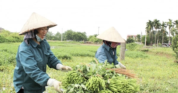 L'épinard d'eau de Linh Chieu à Phuc Tho, un légume offert au roi, et un animal spécial offert au roi, qu'est-ce que c'est ?