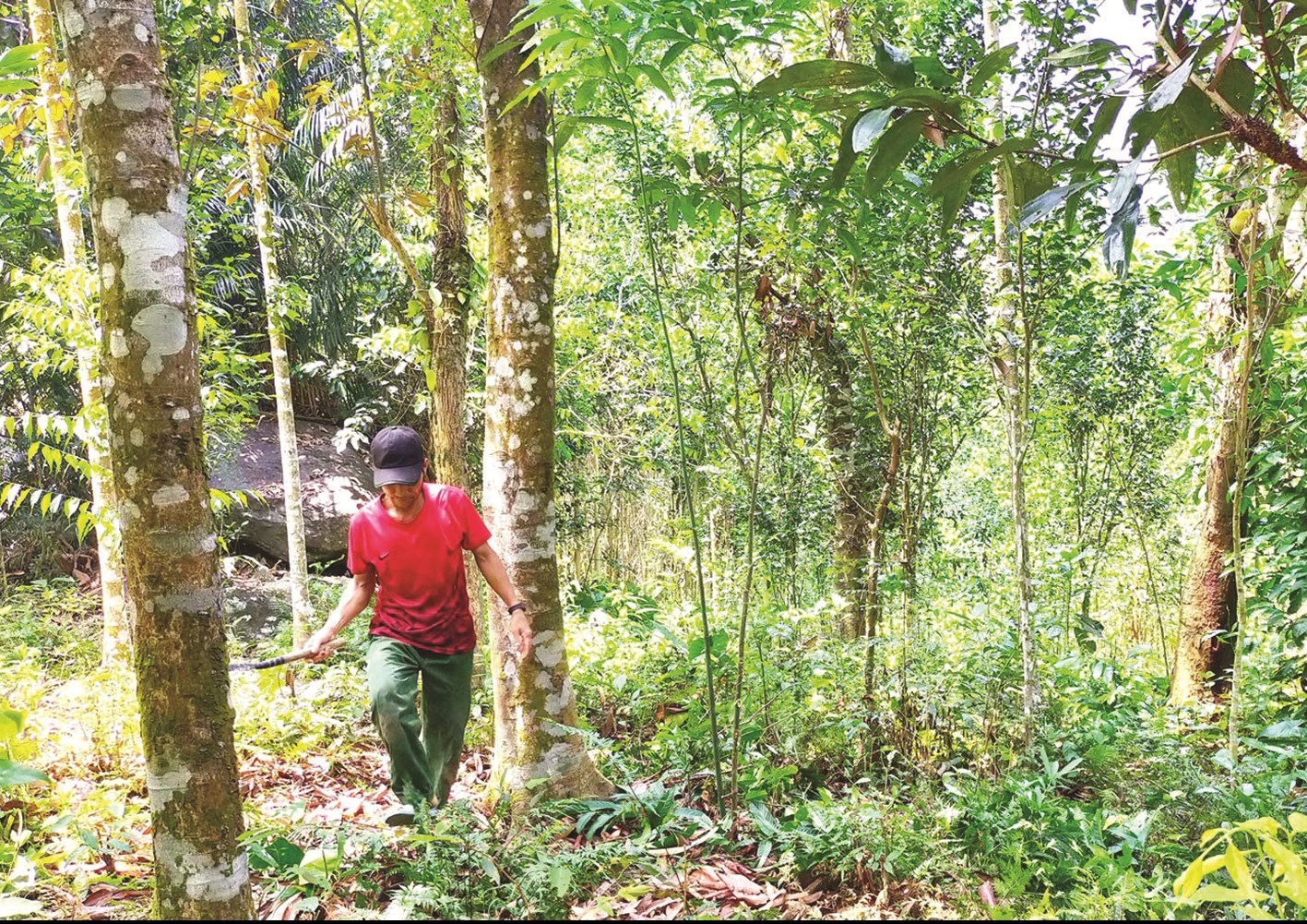 Quế Trà Bồng có mùi thơm, vị cay nồng đặc trưng và chứa hàm lượng tinh dầu cao và được xếp vào “tứ đại danh dược”