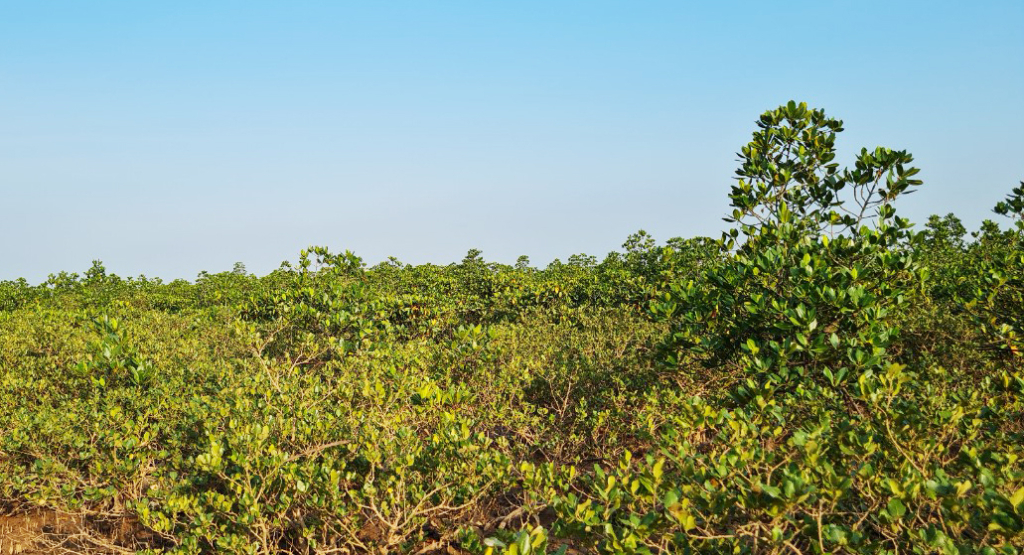 The mangrove forest in Dong Rui commune, Tien Yen district is very biodiverse. Photo by Ngoc Diem, Tien Yen Forest Protection Department.