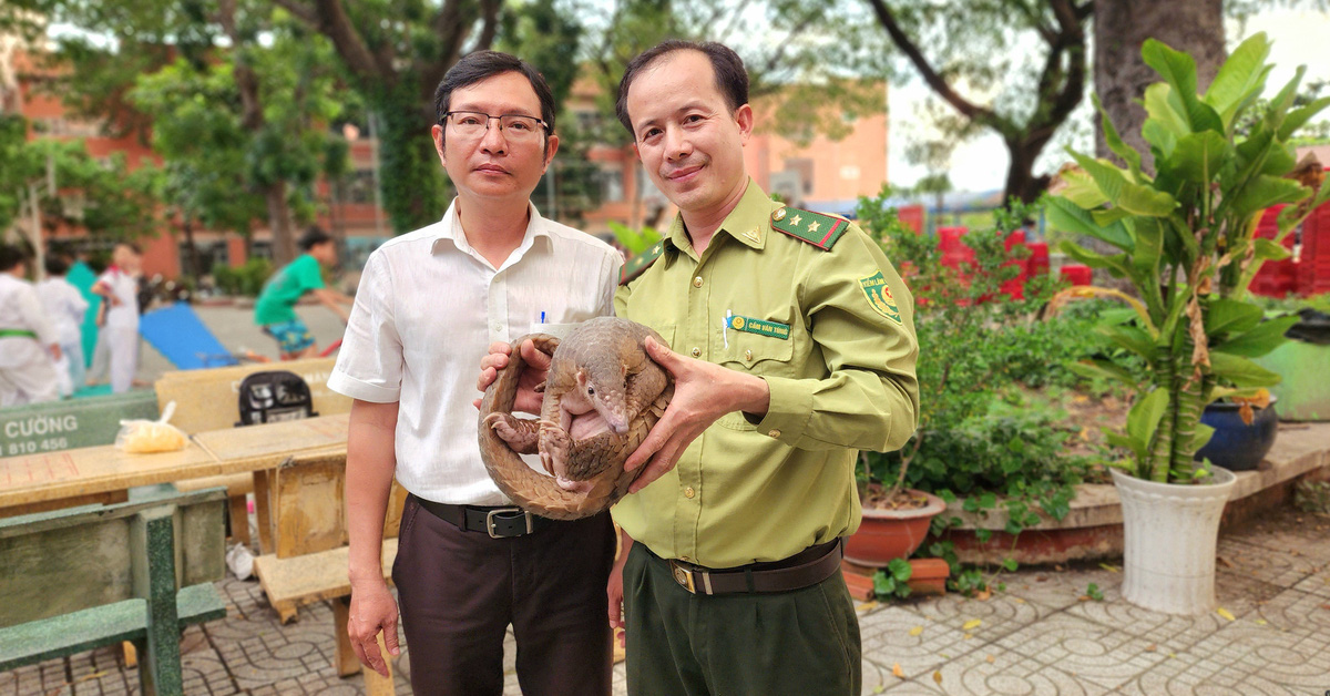 Rare Javan pangolin strays into Nguyen An Ninh Secondary School, principal hands it over to forest rangers