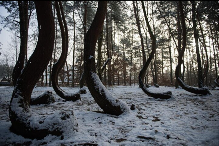 Primer plano de un bosque con cientos de tocones de árboles doblados 90 grados de manera inexplicable - 3