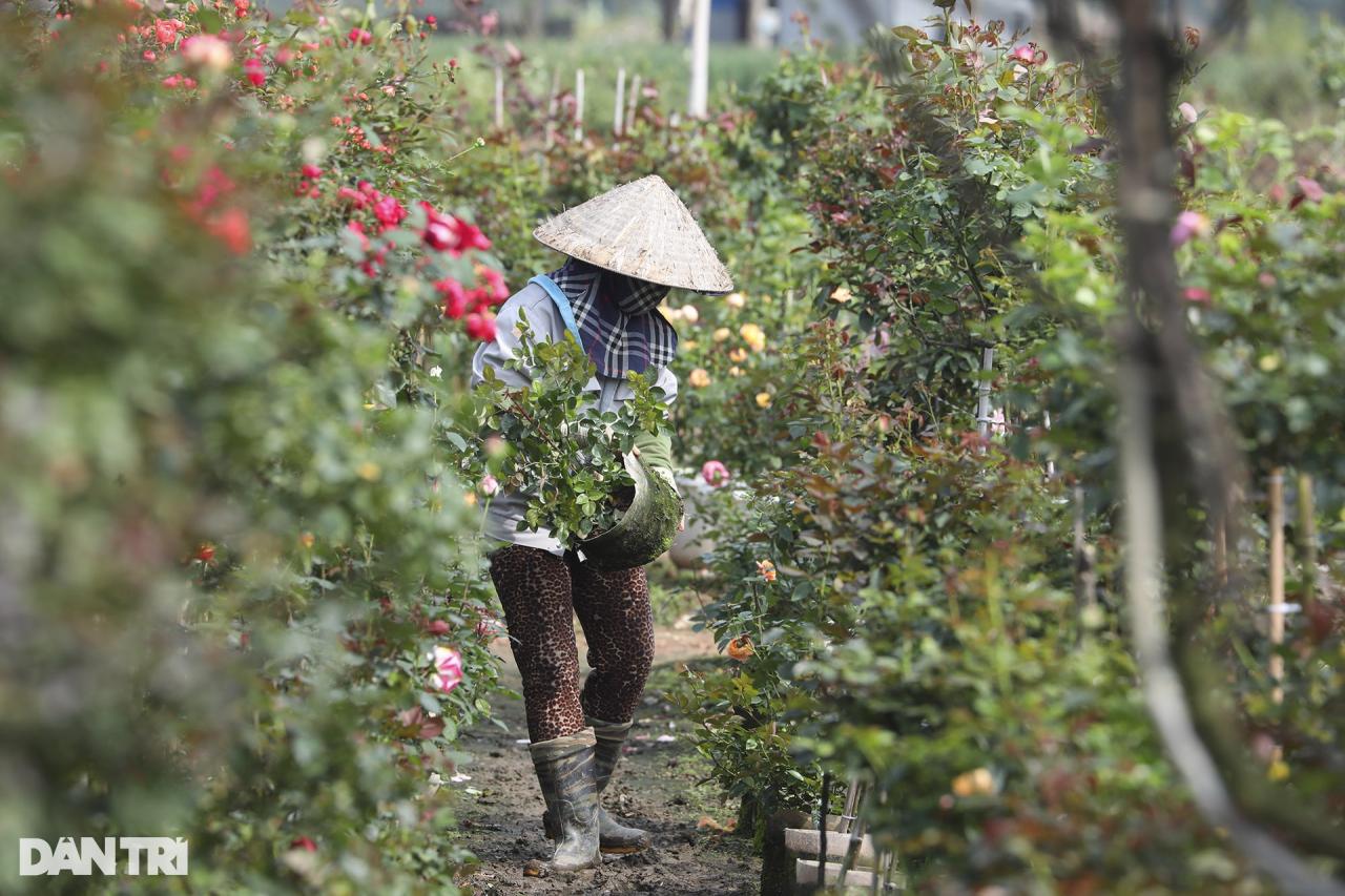 Vùng trồng hoa Mê Linh hối hả vào vụ Tết - 3