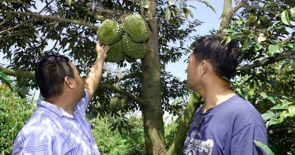 An einem Ort in Ben Tre züchten Menschen „Milliarden-Dollar-Bäume“ – wie schaffen sie es, Durian anzubauen, mit denen manche Häuser 3 Milliarden pro Hektar verdienen?