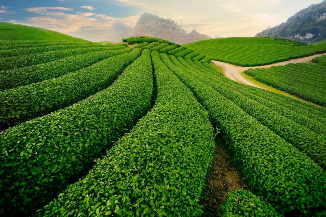 Expérience de voyage au pays des ancêtres Phu Tho