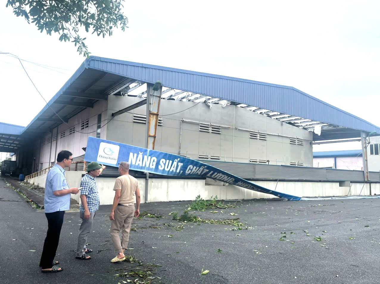 The garment factory of Dong Xuan Knitting Company Limited (Hung Yen province) has many uprooted trees. Photo: Nguyen Phu