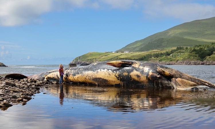 Cadáver de ballena de 19 metros varado podría explotar