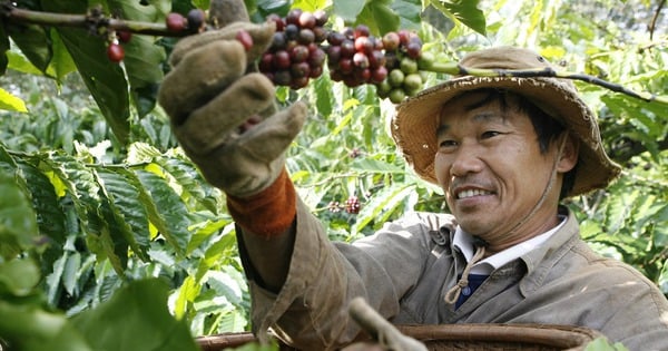 Los precios del café rompen todos los récords en las noticias sobre El Niño