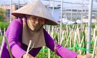 Im größten Blumendorf in Da Nang wird Tag und Nacht mit der Pflege der Tet-Blumen gearbeitet.