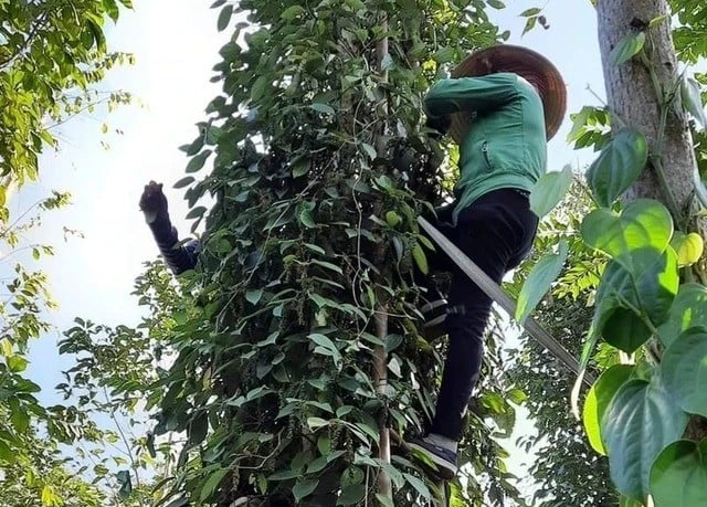 Can the pepper market recover and develop again?