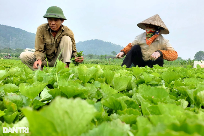 Nai lưng trồng rau má, tưởng thoát nghèo, nhiều hộ dân lại bị bùng tiền - 3