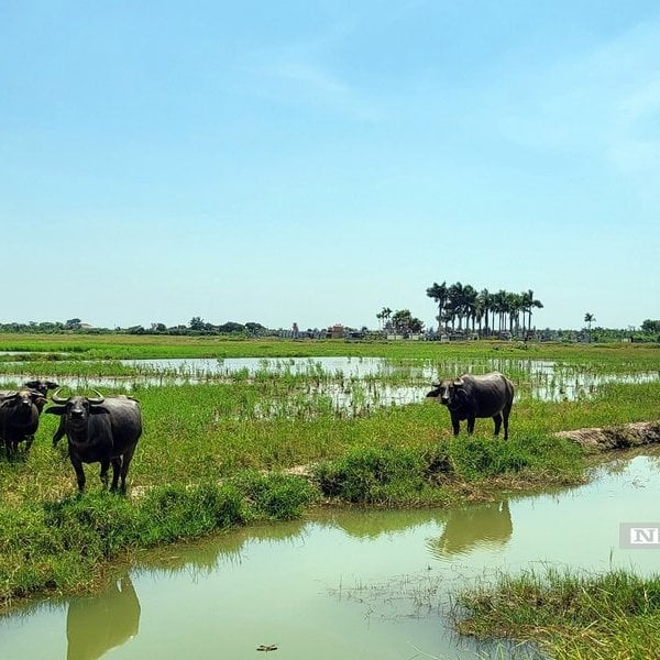 Dự án của WinEco chậm triển khai, hơn 83ha “bờ xôi ruộng mật” nuôi cỏ