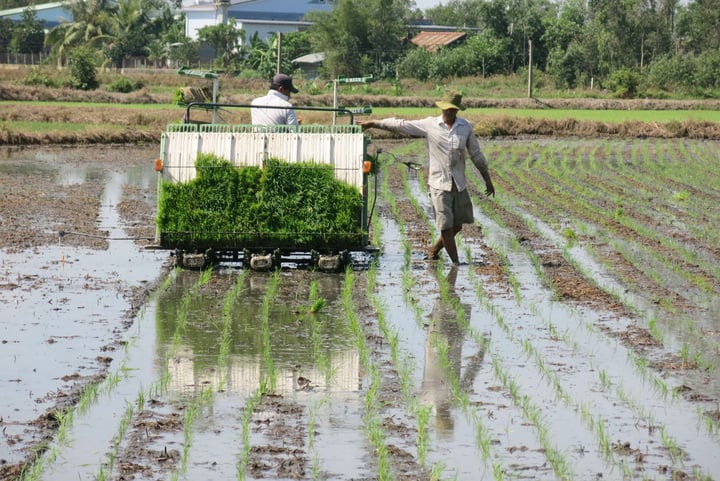 Cooperative members plant rice seeds. (Photo: Nhi Tran)