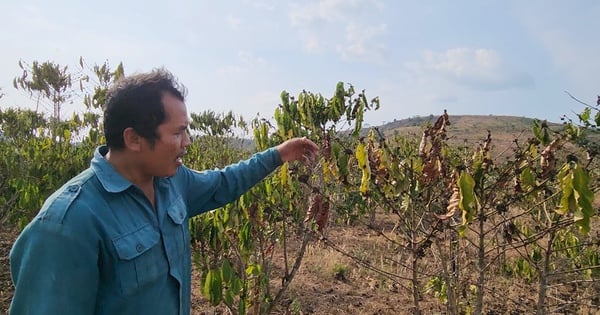 La gente de Lam Dong paga 260.000 VND/hora para bombear agua, pero aún no es suficiente para regar el café, no llueve desde hace medio año.