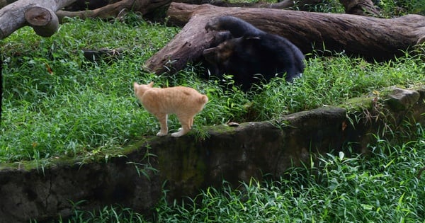 Der Besitzer des Kontos „Hanh Nha Meo“ ging in den Zoo, um sich für die Nachricht „Krokodil frisst Katze“ zu entschuldigen.