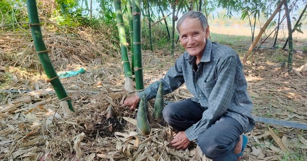 Đánh liều trồng tre tứ quý như cây nồi đồng cối đá, ai ngờ 2 ông nông dân Tây Ninh trúng lớn