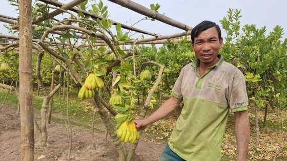 Người trồng phật thủ vui buồn lẫn lộn