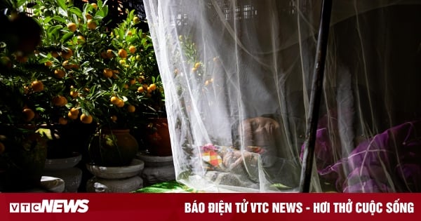 Los pequeños comerciantes luchan contra el frío extremo en Hanoi, permaneciendo despiertos toda la noche para cuidar los árboles de durazno y kumquat