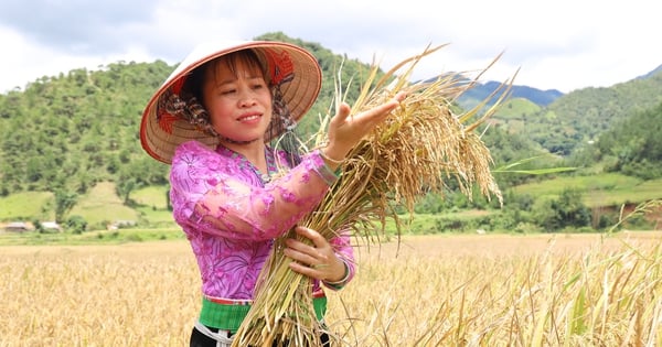 Los agricultores están ocupados cosechando y transportando arroz, prometiendo una cosecha excelente en las tierras altas de Son La.