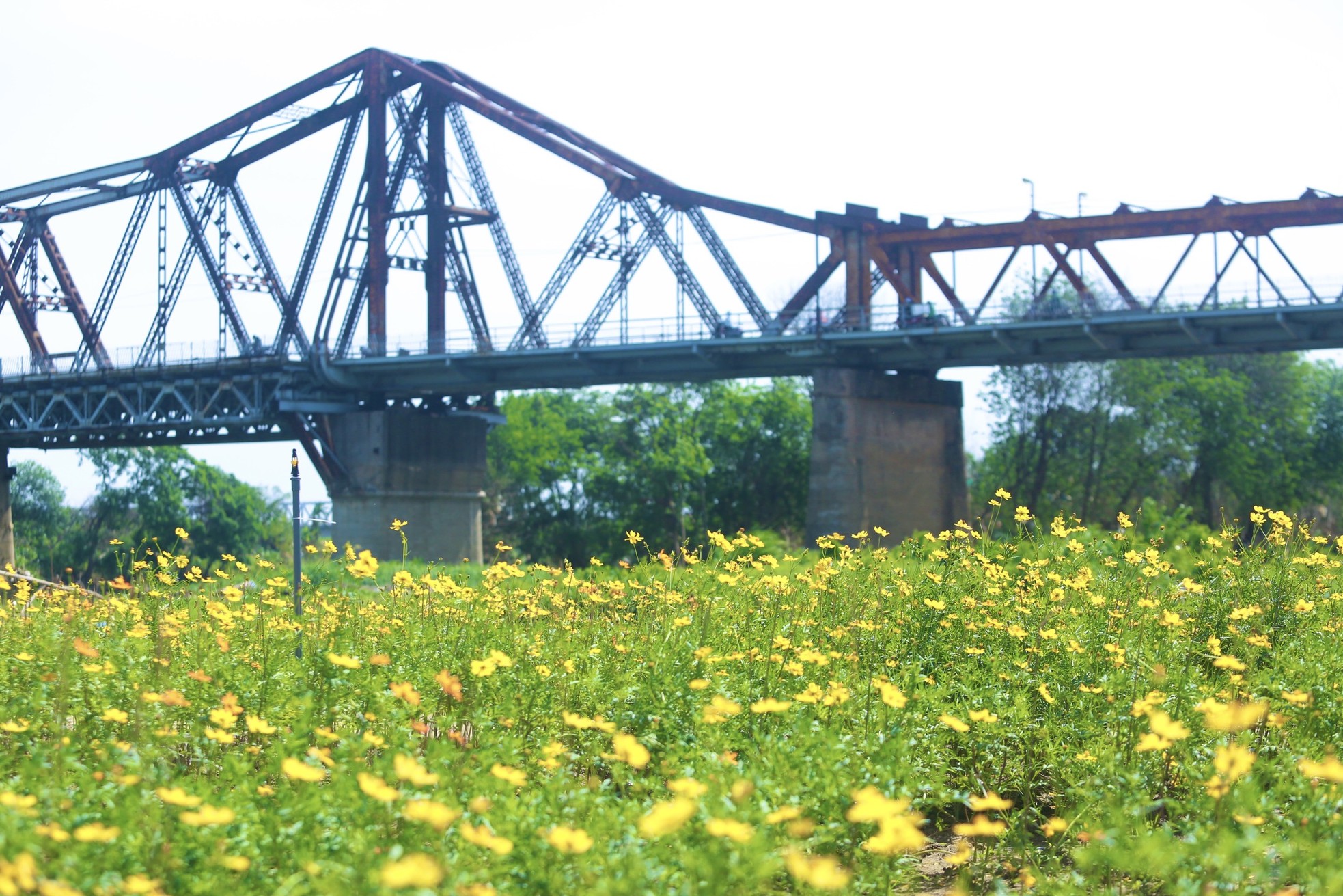 Verloren im wunderschönen gelben Gänseblümchenfeld am Fuß der Long-Bien-Brücke, Foto 11