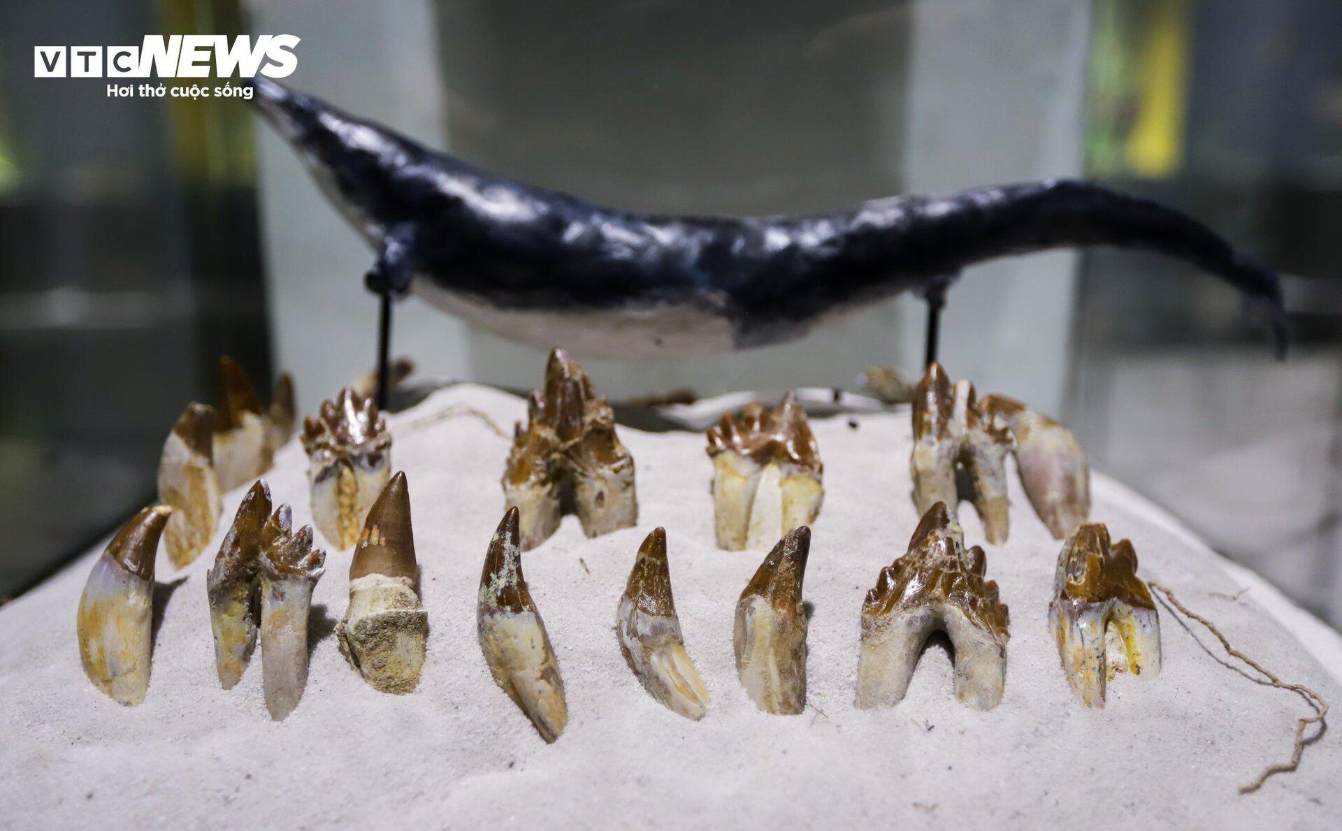 Close-up of billion-year-old fossils on display in Hanoi - 8