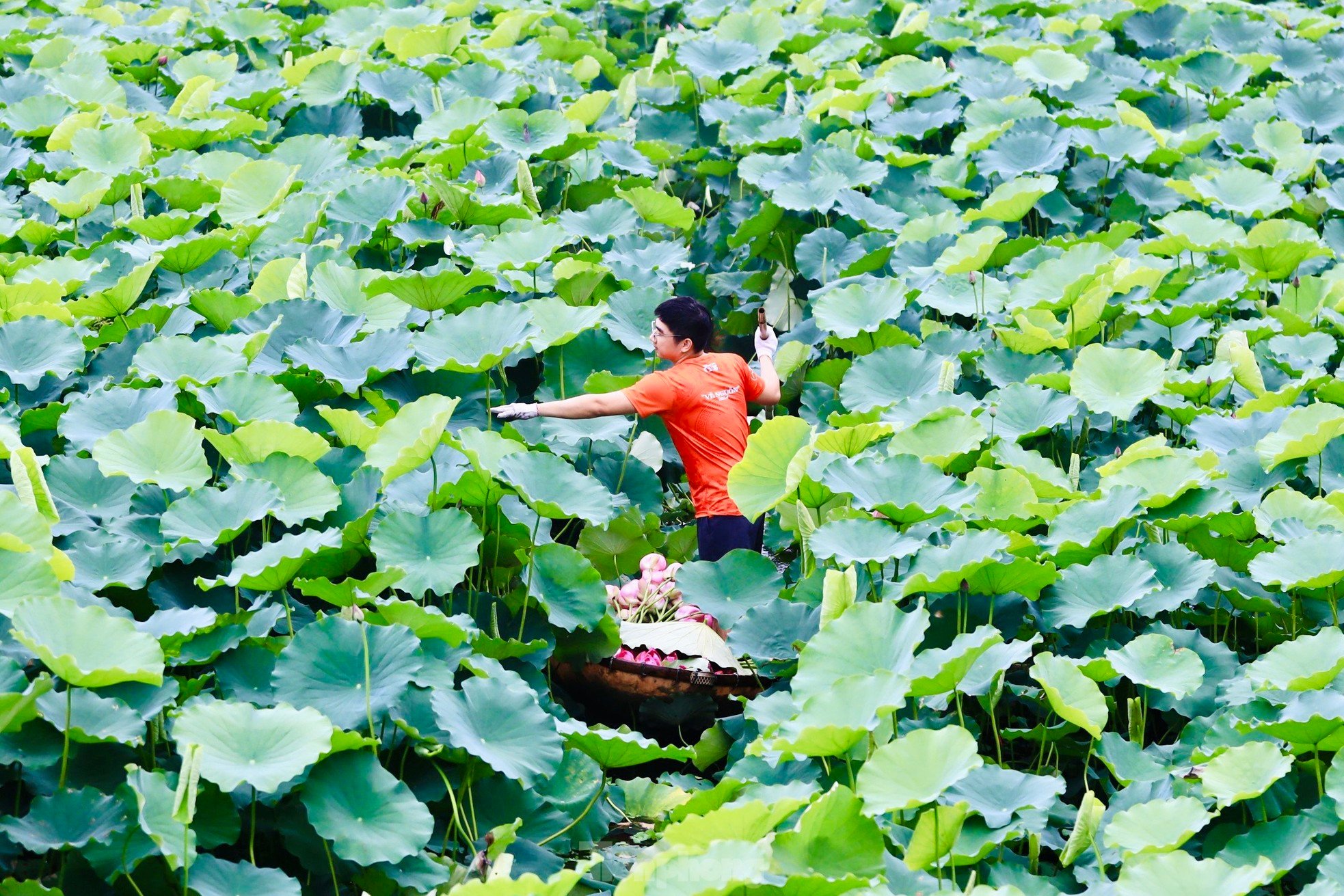 Unique art of lotus tea brewing - Cultural beauty of Hanoi people photo 1