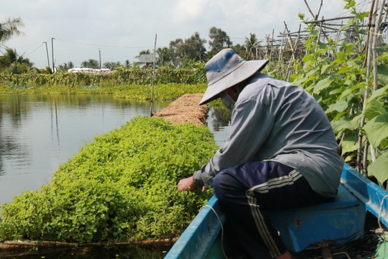 Trồng rau trên mặt nước ảnh 7