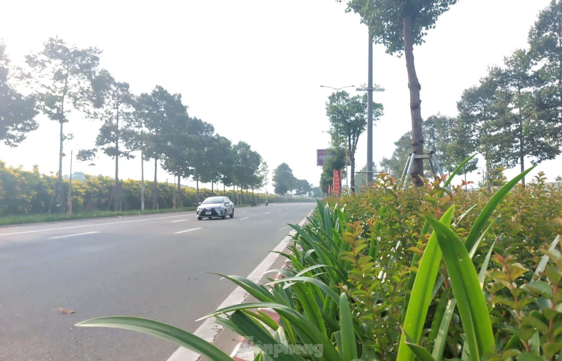 Les clochettes jaunes en pleine floraison, les rues de Binh Duong sont aussi belles que des photos 7
