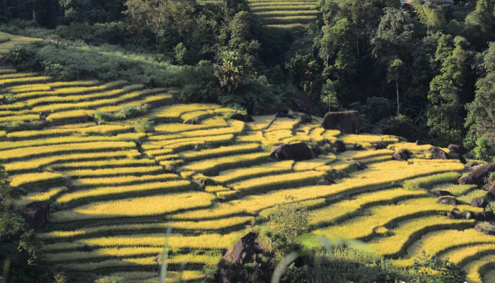 ຊົມເຊີຍສີທອງຂອງເຂົ້າສຸກທີ່ເມືອງ Xa Phin