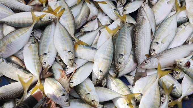 Fresh fish brought ashore. Photo: Tu Huynh