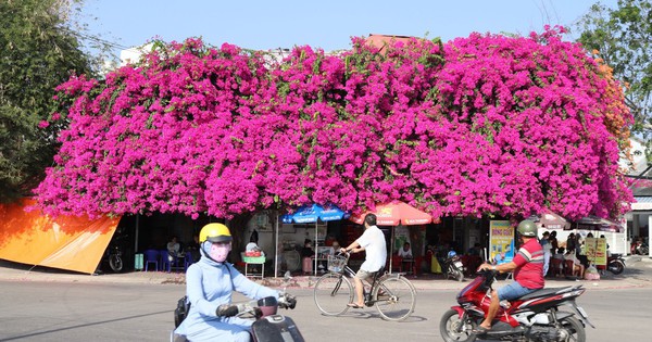 Độc đáo giàn hoa giấy 'khủng' đỏ rực phủ cả căn nhà bên bờ sông Cà Ty