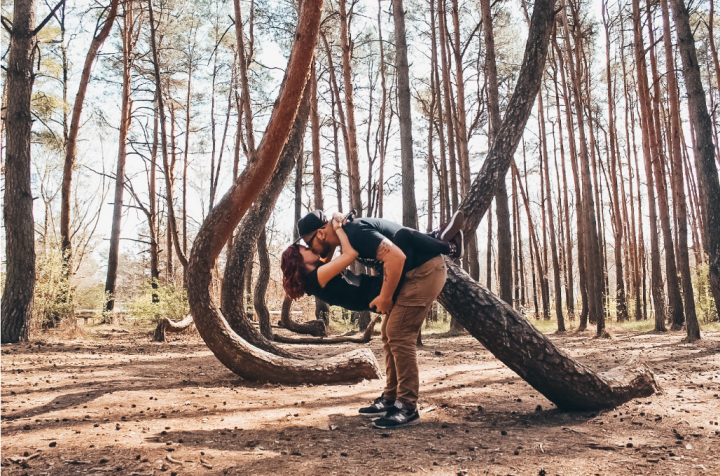 Primer plano de un bosque con cientos de tocones de árboles doblados 90 grados de manera inexplicable - 6