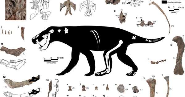 Säbelzahnmonster, das älter ist als Dinosaurier, entdeckt