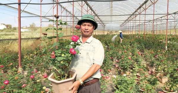 Đưa loại cây là chúa tể các loài hoa vô trồng chậu, ông nông dân Lâm Đồng này thu tiền tỷ