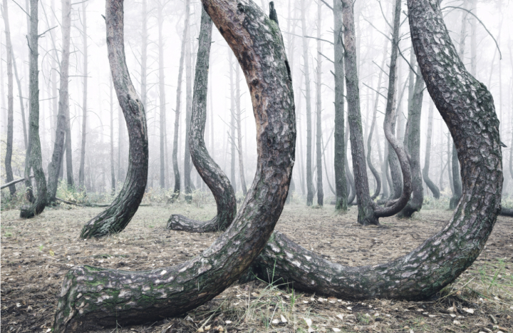 Primer plano de un bosque con cientos de tocones de árboles doblados 90 grados de manera inexplicable - 4