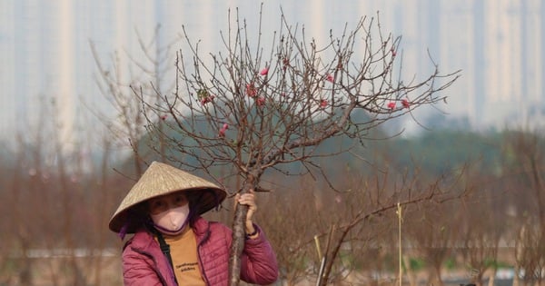 Le village de pêchers en fleurs de La Ca est magnifique à la fin de l'année, les prix sont plus élevés en raison de la tempête n°3