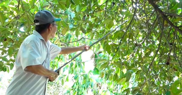 Going to the country market, picking fruit in the garden in Cu Chi