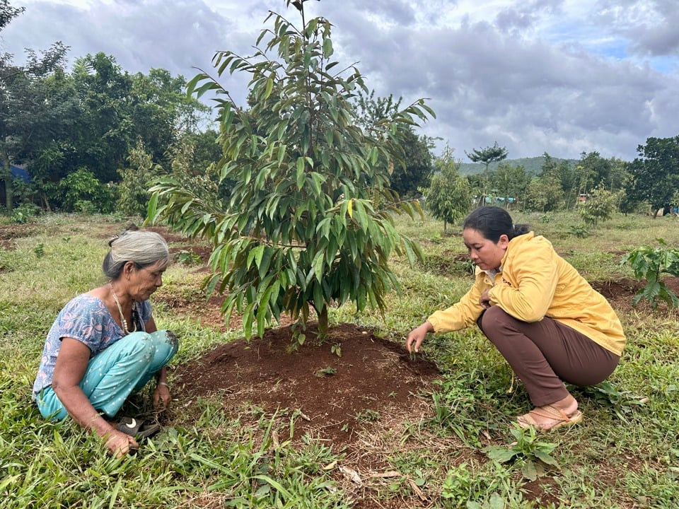 Một mô hình hỗ trợ giống cây trồng cho bà con DTTS tại xã Đắk Phơi (huyện Lắk). 