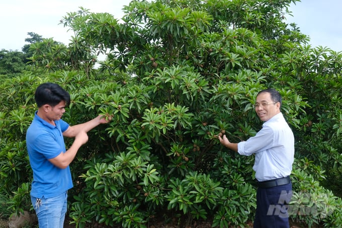 Ông Lã Đức Thắng (áo trắng), Trưởng Phòng NN-PTNT huyện Đông Hưng kiểm tra vườn hồng xiêm nhót 6 năm tuổi tại xã Lô Giang. Ảnh: Kiên Trung.